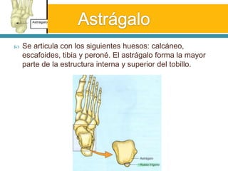 Astrágalo Se articula con los siguientes huesos: calcáneo, escafoides, tibia y peroné. El astrágalo forma la mayor parte de la estructura interna y superior del tobillo. 