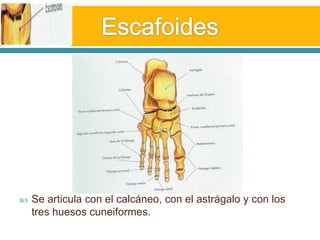 EscafoidesSe articula con el calcáneo, con el astrágalo y con los tres huesos cuneiformes. 