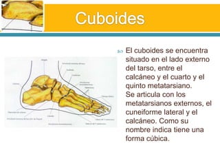 Cuboides El cuboides se encuentra situado en el lado externo del tarso, entre el calcáneo y el cuarto y el quinto metatarsiano.Se articula con los metatarsianos externos, el cuneiforme lateral y el calcáneo. Como su nombre indica tiene una forma cúbica. 