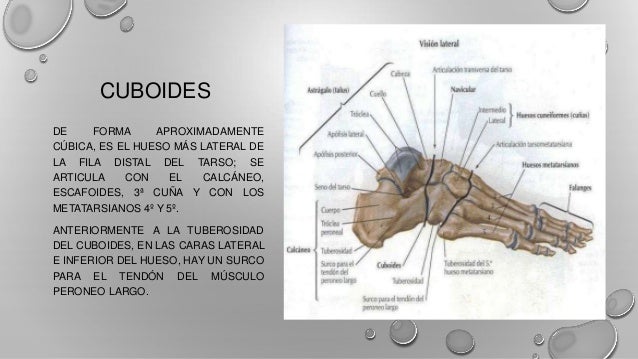 Huesos del pie
