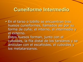 Cuneiforme Intermedio

En el tarso o tobillo se encuentran tres
huesos cuneiformes, llamados así por su
forma de cuña; el ...