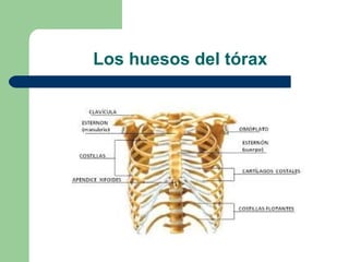 Los huesos del tórax
 