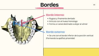 Borde Rugoso HUESOS y caracteristicas DEL NEUROCRÁNEO | PDF