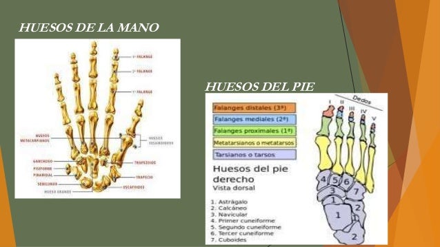 Huesos de manos y pie