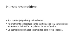 Huesos sesamoideos
• Son huesos pequeños y redondeados.
• Normalmente se localizan junto a articulaciones y su función es
incrementar la función de palanca de los músculos.
• Un ejemplo de un hueso sesamoideo es la rótula (patela).
 