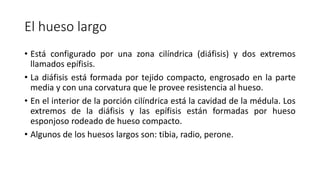 El hueso largo
• Está configurado por una zona cilíndrica (diáfisis) y dos extremos
llamados epífisis.
• La diáfisis está formada por tejido compacto, engrosado en la parte
media y con una corvatura que le provee resistencia al hueso.
• En el interior de la porción cilíndrica está la cavidad de la médula. Los
extremos de la diáfisis y las epífisis están formadas por hueso
esponjoso rodeado de hueso compacto.
• Algunos de los huesos largos son: tibia, radio, perone.
 