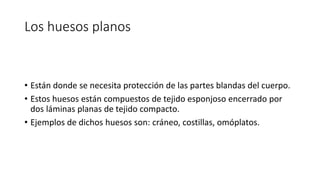 Los huesos planos
• Están donde se necesita protección de las partes blandas del cuerpo.
• Estos huesos están compuestos de tejido esponjoso encerrado por
dos láminas planas de tejido compacto.
• Ejemplos de dichos huesos son: cráneo, costillas, omóplatos.
 