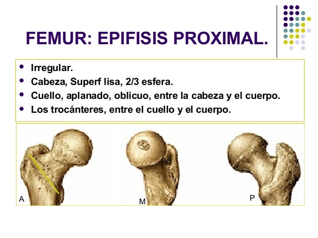 .Huesos miembro inferior