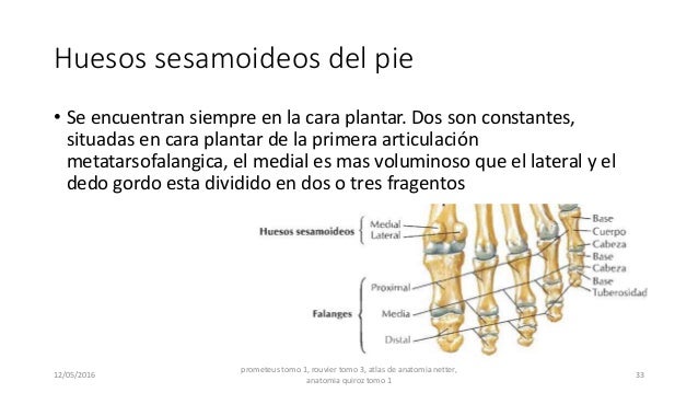 Resultado de imagen para huesos sesamoideos