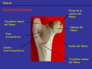 FÉMUR
Extremidad proximal Fóvea de la
cabeza del
fémur
Cabeza del
fémur
Cuello del fémur
Trocánter mayor
del fémur
Fosa
trocantérica
Cresta
intertrocantérica
Trocánter menor
del fémur
 