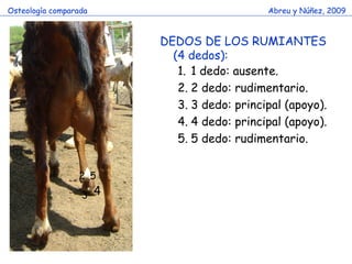 Huesos miembro toracico comparado (2) | PDF