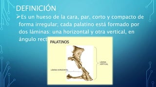 DEFINICIÓN
Es un hueso de la cara, par, corto y compacto de
forma irregular; cada palatino está formado por
dos láminas: una horizontal y otra vertical, en
ángulo recto, a manera de L.