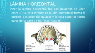 LÁMINA HORIZONTAL
Por la lámina horizontal los dos palatinos se unen
entre sí. La cara inferior de la lám. horizontal forma la
porción posterior del paladar y la cara superior forma
parte de la base de las fosas nasales.
Lámina
horizontal del
palatino
derecho
Lámina
horizontal del
palatino
izquierdo
Articulació
n
interpalatin
a