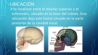 UBICACIÓN
Se localizan entre el maxilar superior y el
esfenoides, ubicado en la base del cráneo. Esta
ubicación deja este hueso situado en la parte
posterior de la cavidad nasal.