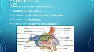 ARTICULACIO
NESEl hueso palatino se articula con 6 huesos:
El palatino del lado opuesto.
Por delante con el maxilar superior y el etmoides.
Por detrás con el esfenoides.
Por arriba con el vómer y el cornete inferior.