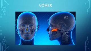 VÓMER