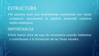 ESTRUCTURA
El palatino está casi enteramente constituido por tejido
compacto; únicamente la apófisis piramidal contiene
tejido esponjoso.
IMPORTANCIA
Este hueso sirve de caja de resonancia cuando hablamos
y contribuyen a la formación de las fosas nasales.