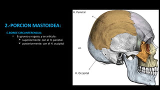 Borde Rugoso HUESOS PARIETAL Y TEMPORAL de la calota pptx | PPTX
