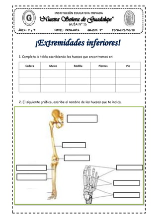 1. Completa la tabla escribiendo los huesos que encontramos en:
Cadera Muslo Rodilla Piernas Pie
2. El siguiente gráfico, escribe el nombre de los huesos que te indica.
ÁREA: C y T FECHA:26/06/18GRADO: 3ºNIVEL: PRIMARIA
GUÍA N° 16
INSTITUCIÓN EDUCATIVA PRIVADA
 
