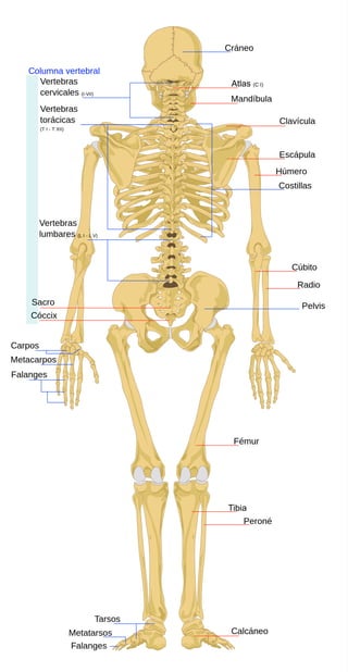 Huesos Posterior