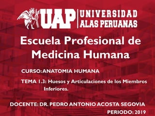 Escuela Profesional de
Medicina Humana
TEMA 1.3: Huesos y Articulaciones de los Miembros
Inferiores.
DOCENTE: DR. PEDRO ANTONIO ACOSTA SEGOVIA
PERIODO: 2019
CURSO:ANATOMIA HUMANA
 