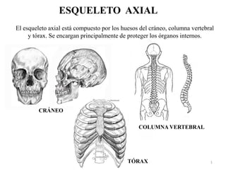 ESQUELETO AXIAL
El esqueleto axial está compuesto por los huesos del cráneo, columna vertebral
y tórax. Se encargan principalmente de proteger los órganos internos.
CRÁNEO
COLUMNA VERTEBRAL
TÓRAX 1
 