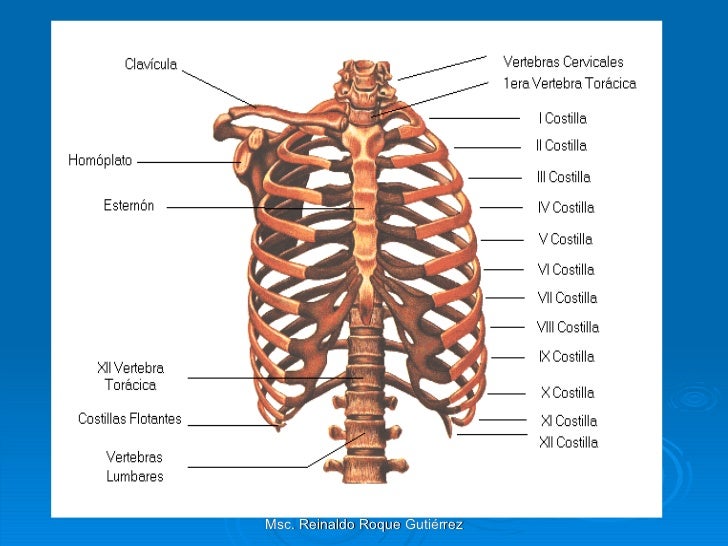 Huesos y articulaciones del tronco