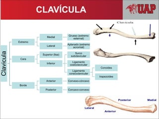 Clavicula
Extremo
Medial
Grueso (extremo
esternal)
Lateral
Aplanado (extremo
acromial)
Cara
Superior (lisa)
Inferior
Surco
subclavicular
Ligamento
costoclavicular
Ligamento
coracoclavicular
Conoides
trapezoides
Borde
Anterior Convexo-cóncavo
Posterior Concavo-convexo
CLAVÍCULA
 