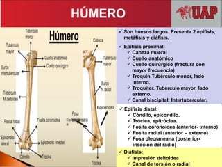  Son huesos largos. Presenta 2 epífisis,
metáfisis y diáfisis.
 Epífisis proximal:
 Cabeza mueral
 Cuello anatómico
 Cuello quirúrgico (fractura con
mayor frecuencia)
 Troquín Tubérculo menor, lado
interno.
 Troquíter. Tubérculo mayor, lado
externo.
 Canal biscipital. Intertubercular.
 Epífisis distal:
 Cóndilo, epicondilo.
 Tróclea, epitróclea.
 Fosita coronoidea (anterior- interno)
 Fosita radial (anterior – externo)
 Fosa olecraneana (posterior-
inseción del radio)
 Diáfisis:
 Impresión deltoidea
 Canal de torsión o radial
Epicóndilo
Epitrócle
a
HÚMERO
 