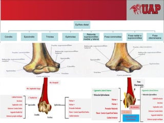 Epífisis distal
Cóndilo Epicóndilo Tróclea Epitróclea
Reborde
supracondileo
medial y lateral
Fosa coronoidea
Fosa radial o
supracondilea
Fosa
olecraneana
 