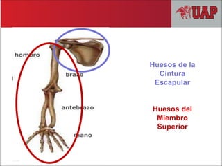 Huesos de la
Cintura
Escapular
Huesos del
Miembro
Superior
 