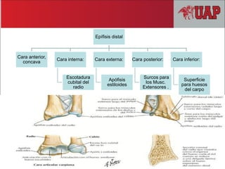 Epífisis distal
Cara anterior,
concava
Cara interna:
Escotadura
cubital del
radio
Cara externa:
Apófisis
estiloides
Cara posterior:
Surcos para
los Musc.
Extensores .
Cara inferior:
Superficie
para huesos
del carpo
 