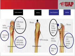 Vértice
Cara anterior Vértice
Cara Superior
Vista anterior Vista posterior Vista lateral
 