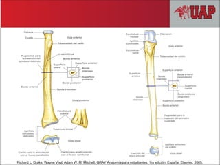 Richard L. Drake, Wayne Vogl, Adam W. M. Mitchell. GRAY Anatomía para estudiantes. 1ra edición. España: Elsevier, 2005.
 