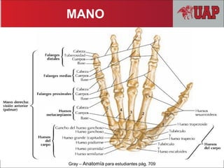 Gray – Anatomía para estudiantes pág. 709
MANO
 