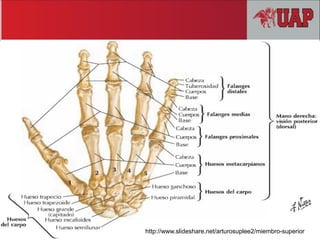 http://www.slideshare.net/arturosuplee2/miembro-superior
 