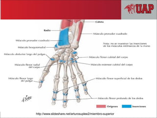 http://www.slideshare.net/arturosuplee2/miembro-superior
 