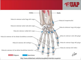 http://www.slideshare.net/arturosuplee2/miembro-superior
 