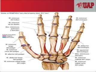 Schünke, col. PROMETHEUS, Texto y Atlas de Anatomía, 2da ed., 2012. Tomo 1
 