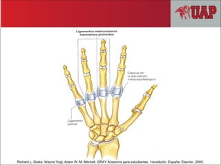 Richard L. Drake, Wayne Vogl, Adam W. M. Mitchell. GRAY Anatomía para estudiantes. 1ra edición. España: Elsevier, 2005.
 