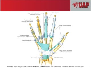 Richard L. Drake, Wayne Vogl, Adam W. M. Mitchell. GRAY Anatomía para estudiantes. 1ra edición. España: Elsevier, 2005.
 