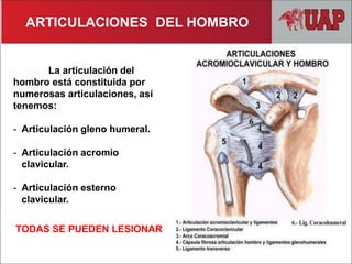 ARTICULACIONES DEL HOMBRO
La articulación del
hombro está constituida por
numerosas articulaciones, así
tenemos:
- Articulación gleno humeral.
- Articulación acromio
clavicular.
- Articulación esterno
clavicular.
TODAS SE PUEDEN LESIONAR
 