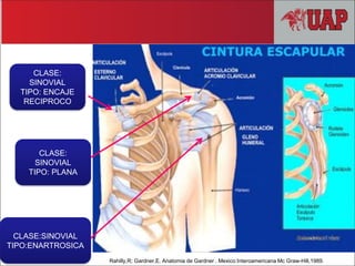CLASE:
SINOVIAL
TIPO: ENCAJE
RECIPROCO
CLASE:
SINOVIAL
TIPO: PLANA
CLASE:SINOVIAL
TIPO:ENARTROSICA
Rahilly,R; Gardner,E. Anatomia de Gardner . Mexico:Interoamericana Mc Graw-Hill,1989.
 
