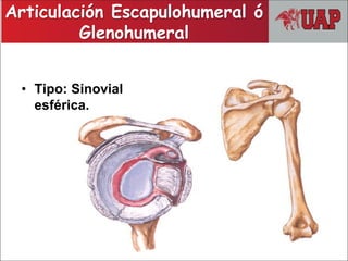 • Tipo: Sinovial
esférica.
Articulación Escapulohumeral ó
Glenohumeral
 
