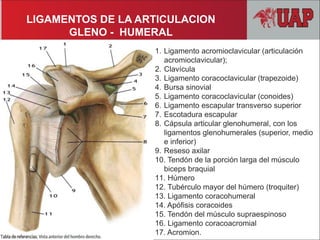 LIGAMENTOS DE LA ARTICULACION
GLENO - HUMERAL
1. Ligamento acromioclavicular (articulación
acromioclavicular);
2. Clavícula
3. Ligamento coracoclavicular (trapezoide)
4. Bursa sinovial
5. Ligamento coracoclavicular (conoides)
6. Ligamento escapular transverso superior
7. Escotadura escapular
8. Cápsula articular glenohumeral, con los
ligamentos glenohumerales (superior, medio
e inferior)
9. Reseso axilar
10. Tendón de la porción larga del músculo
biceps braquial
11. Húmero
12. Tubérculo mayor del húmero (troquiter)
13. Ligamento coracohumeral
14. Apófisis coracoides
15. Tendón del músculo supraespinoso
16. Ligamento coracoacromial
17. Acromion.
 
