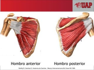 Rahilly,R; Gardner,E. Anatomia de Gardner . Mexico:Interoamericana Mc Graw-Hill,1989.
 