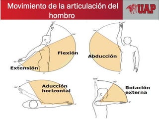 Movimiento de la articulación del
hombro
 