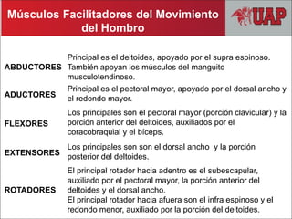 MOVIMIENT
ABDUCTORES
Principal es el deltoides, apoyado por el supra espinoso.
También apoyan los músculos del manguito
musculotendinoso.
ADUCTORES
Principal es el pectoral mayor, apoyado por el dorsal ancho y
el redondo mayor.
FLEXORES
Los principales son el pectoral mayor (porción clavicular) y la
porción anterior del deltoides, auxiliados por el
coracobraquial y el bíceps.
EXTENSORES
Los principales son son el dorsal ancho y la porción
posterior del deltoides.
ROTADORES
El principal rotador hacia adentro es el subescapular,
auxiliado por el pectoral mayor, la porción anterior del
deltoides y el dorsal ancho.
El principal rotador hacia afuera son el infra espinoso y el
redondo menor, auxiliado por la porción del deltoides.
Músculos Facilitadores del Movimiento
del Hombro
 