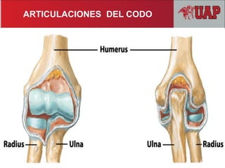 ARTICULACIONES DEL CODO
 