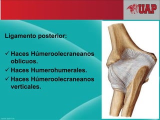 Ligamento posterior:
 Haces Húmeroolecraneanos
oblicuos.
 Haces Humerohumerales.
 Haces Húmeroolecraneanos
verticales.
 
